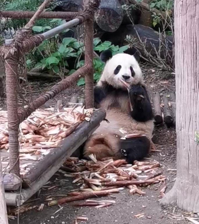 熊猫吃竹子悠闲生活
