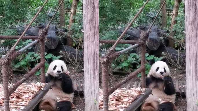熊猫吃竹子悠闲生活