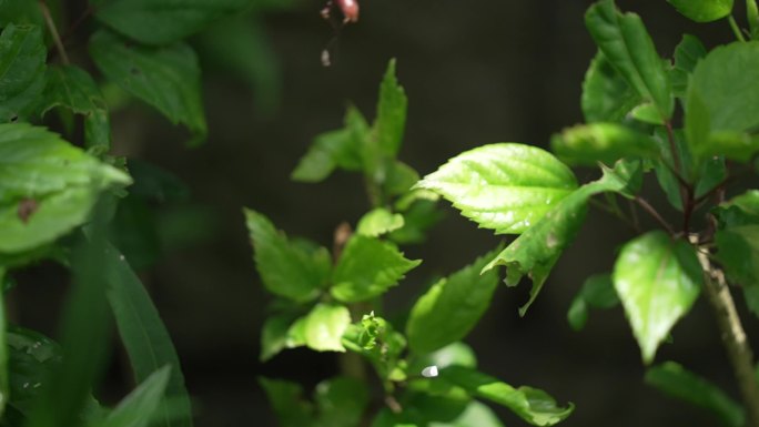 绿叶植物特写