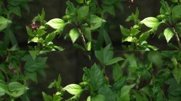 绿叶植物特写