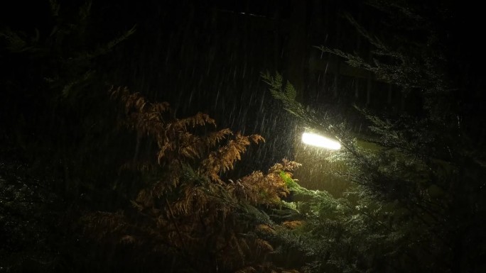 雨中迎着路灯的树。