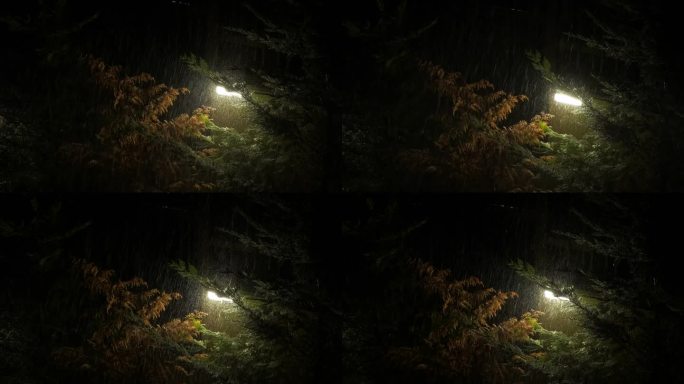 雨中迎着路灯的树。