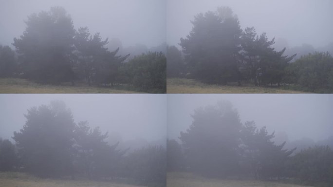 智利南部浓雾弥漫