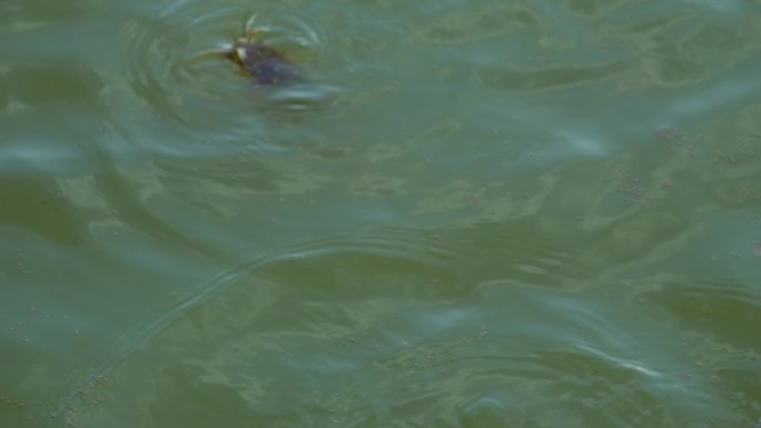 塘角鱼 水面鱼群觅食 水下生物活动