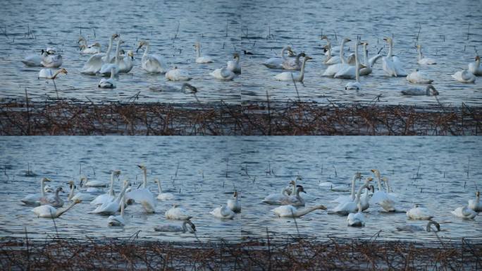 一群大天鹅(Cygnus Cygnus)在莲花田和湖附近/韩国京畿道河南市