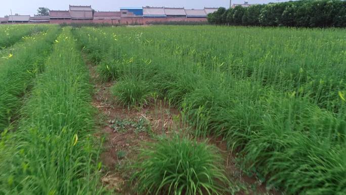 陕西关中农村黄花菜地航拍【套组】