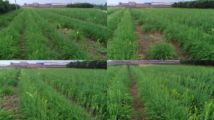 陕西关中农村黄花菜地航拍【套组】