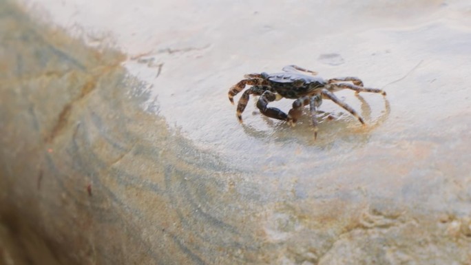 Pachygrapsus marmoratus是一种螃蟹，有时被称为大理石岩蟹或大理石岩蟹，生活在黑