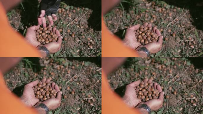 榛子收成。这个农民，一个农业工人，在采摘榛子后，把它们放在手掌里，慢动作