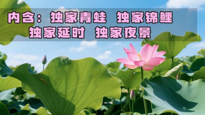 夏至荷花开花延时荷花池青蛙蜻蜓锦鲤莲花