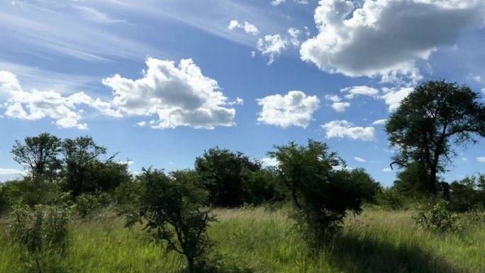 游客POV，游猎车辆在非洲游猎。旅游野生动物保护区