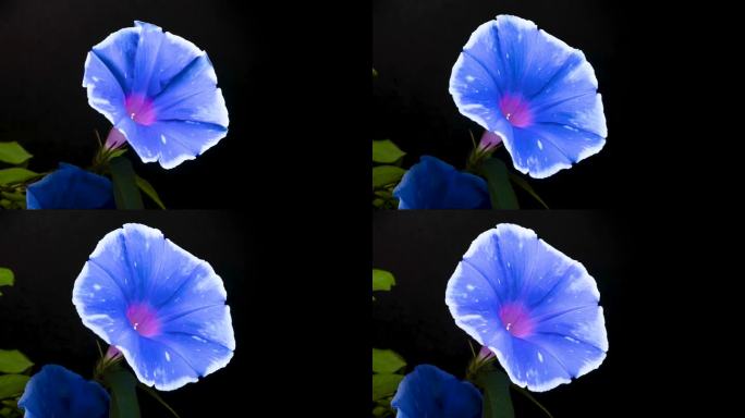 4K延时视频蓝色牵牛花与白色边框图案盛开到枯萎。