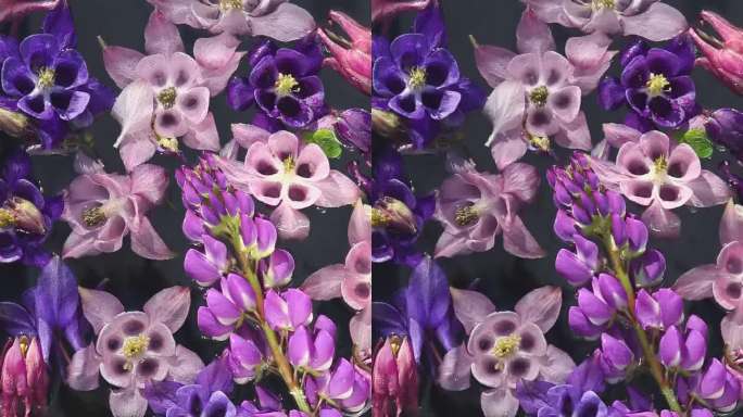 盛开的鲜艳的蓝钟花和紫花狼毒花