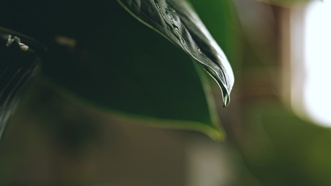 从盆栽植物的叶子上滴下的液滴