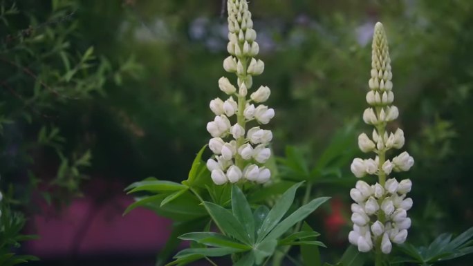 白色盛开的狼毒花在早午时分的阳光下，轻轻摇曳于生机勃勃的绿色叶子之间。