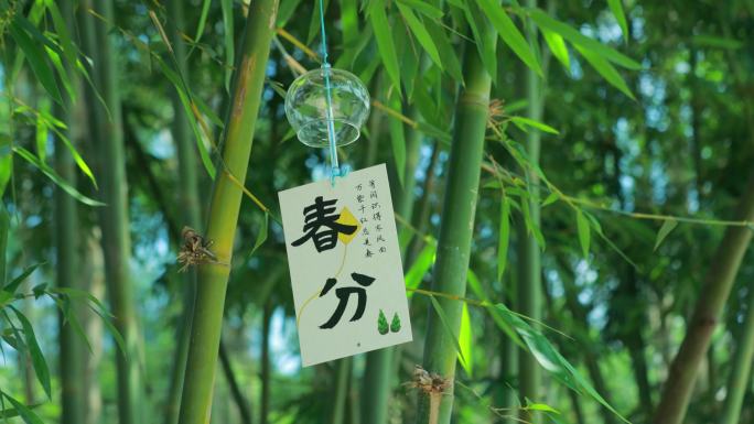 春分时节枫林在竹林摇曳