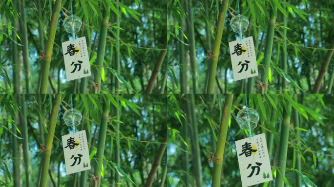 春分时节枫林在竹林摇曳