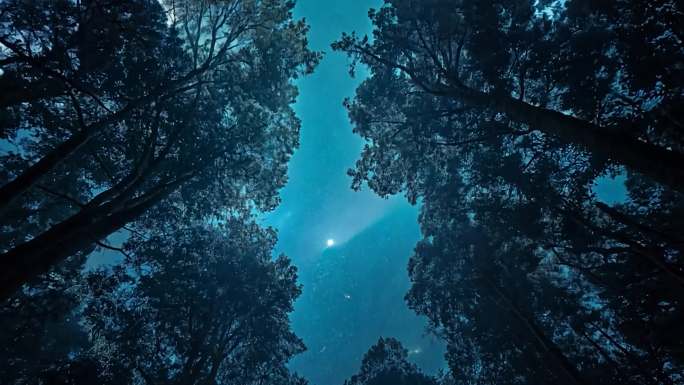 树林中透过树木看星空