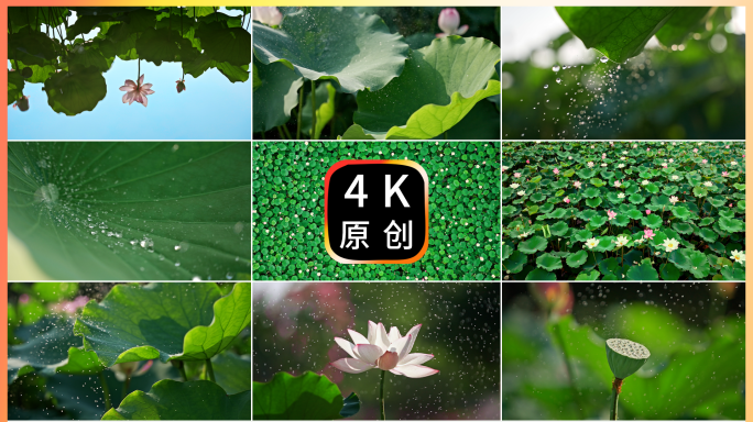 【荷花合集】实拍荷花蜻蜓倒影夏日唯美