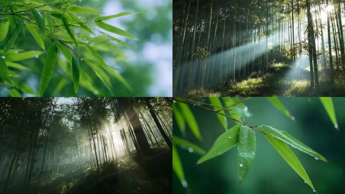 竹林竹子阳光清新意境雨后竹林自然光影