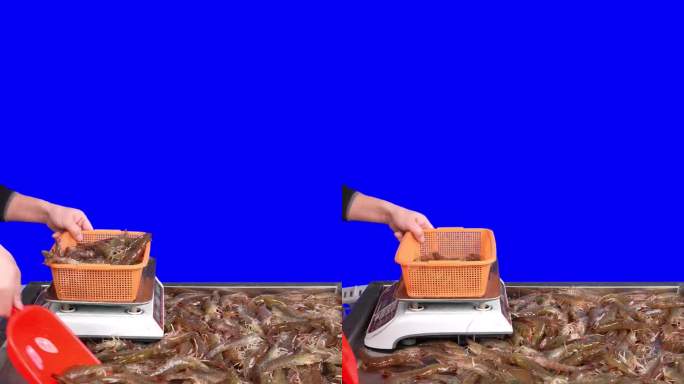 大虾水产直播前景称重动态贴片真人3