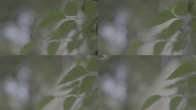 绿叶特写镜头