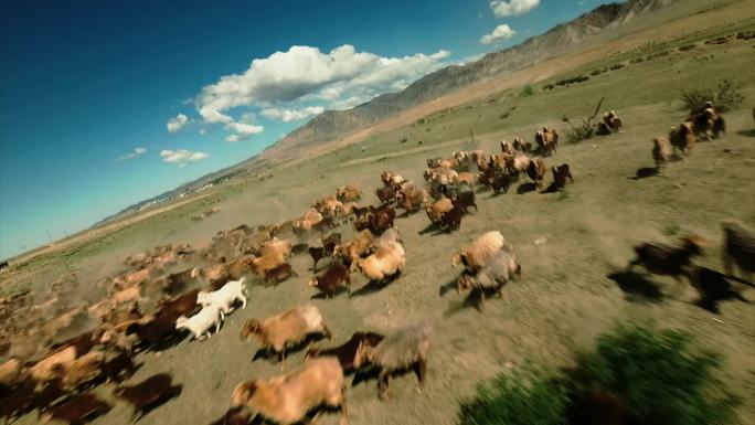 新疆羊群FPV航拍