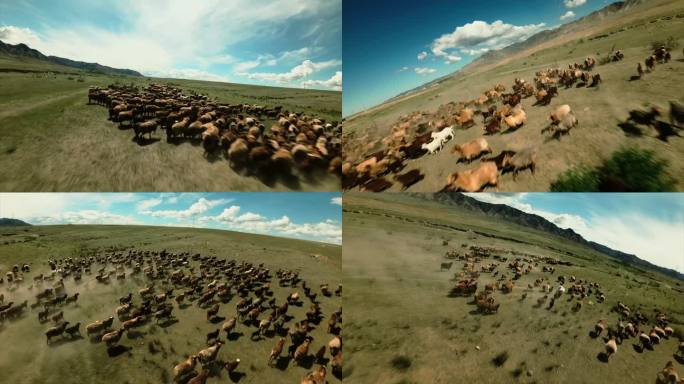 新疆羊群FPV航拍