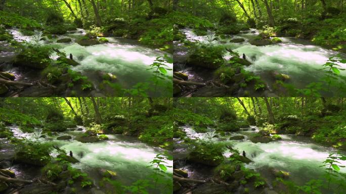 Oirase峡谷清澈的河水流经一片清新的绿色森林