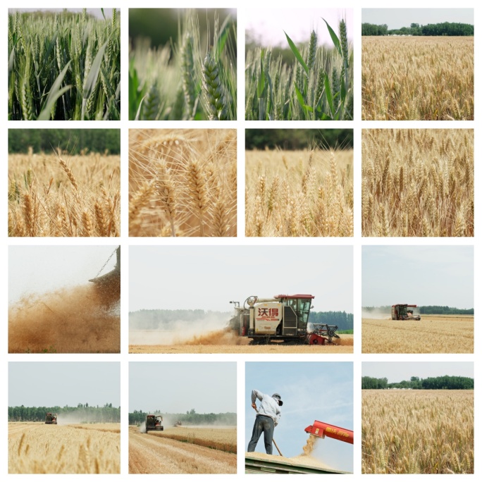 金色麦田丰收小麦生长收割小麦