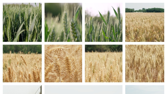 金色麦田丰收小麦生长收割小麦