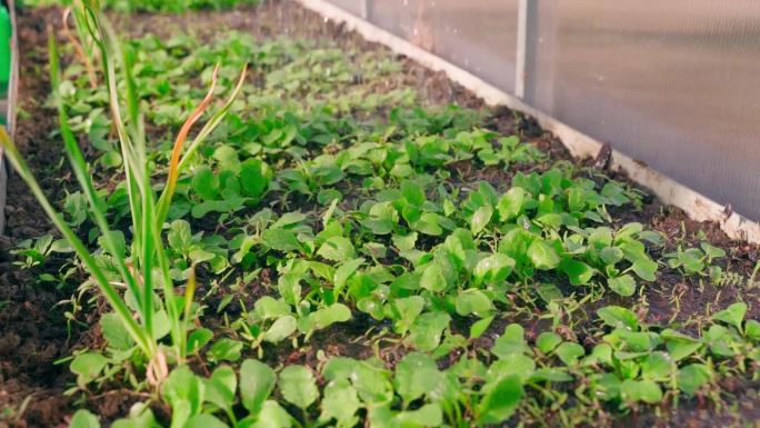 温室中的花园里，萝卜正在生长，正用浇水壶浇水。