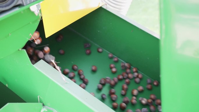 收割机分选机将榛子作物从石头和石块中分离出来，慢动作拍摄带有动态模糊