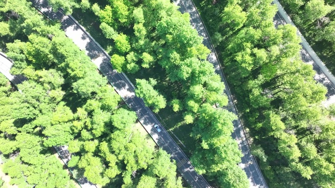 【4K】蜿蜒道路穿梭林间