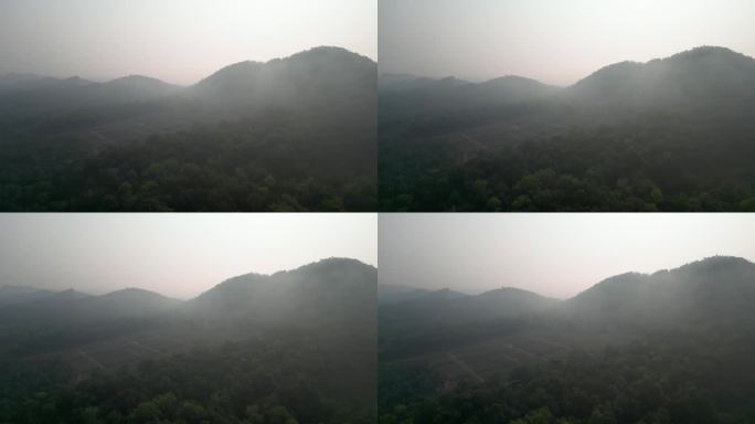 在山区雾蒙蒙的早晨空中推进人工林