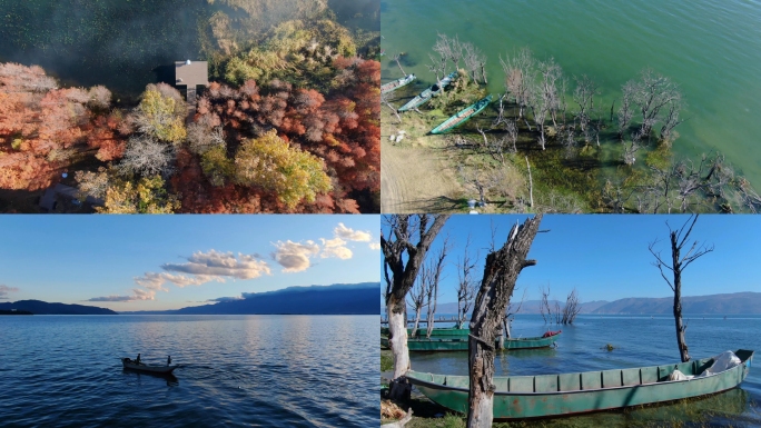 大理苍山洱海秋天水杉湿地公园洱海海鸥渔船