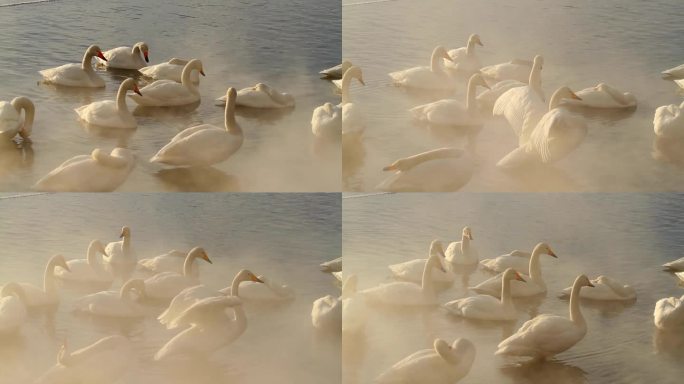 神秘的天鹅在日本北海道
