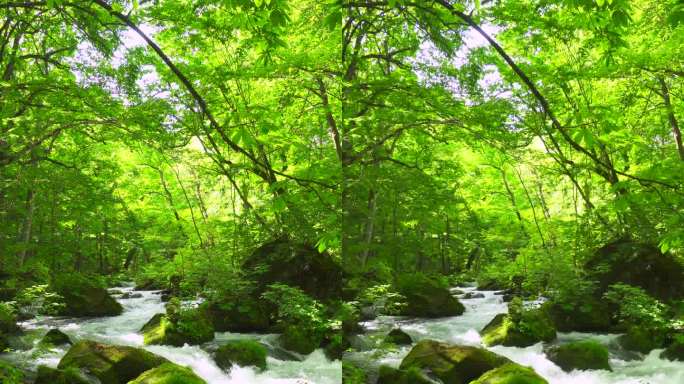 Oirase峡谷清澈的河水流经一片清新的绿色森林
