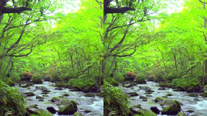 清澈的河水流过清新的绿色森林/青森县武田市的三井町