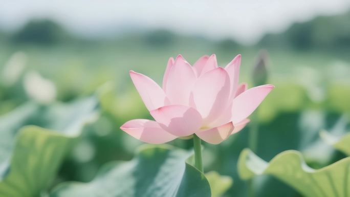小暑大暑夏天视频素材
