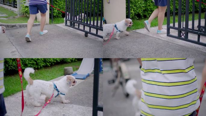 在公园散步后，狗和它们的主人一起回家了