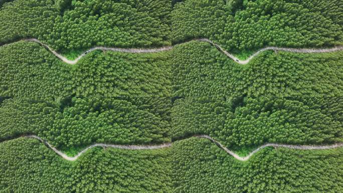 森林中蜿蜒山路的航拍照片