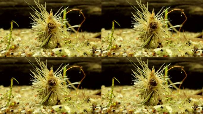 水中石蛾幼虫（Limnephilus sp.），系列010