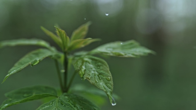 SLO MO液滴在植物充满活力的绿叶上飞溅和滑行