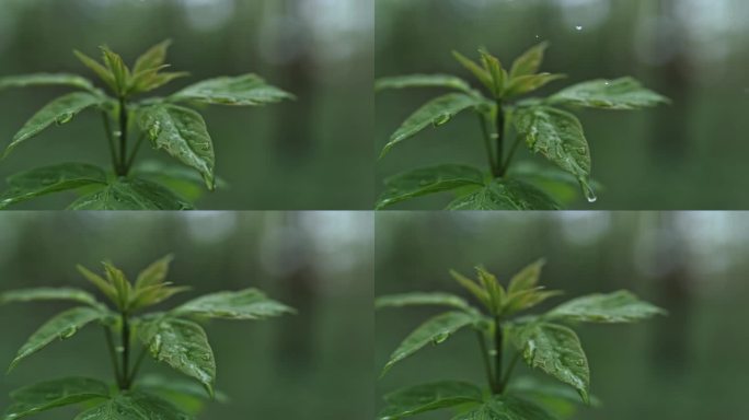 SLO MO液滴在植物充满活力的绿叶上飞溅和滑行