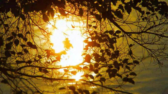 阳光穿透树林的唯美景象