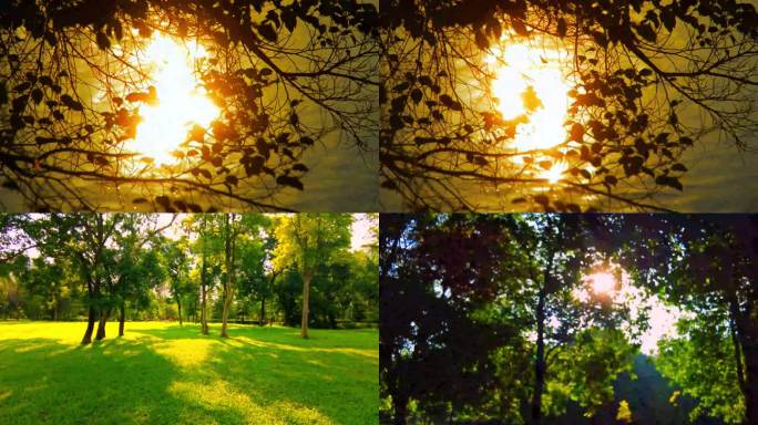 阳光穿透树林的唯美景象