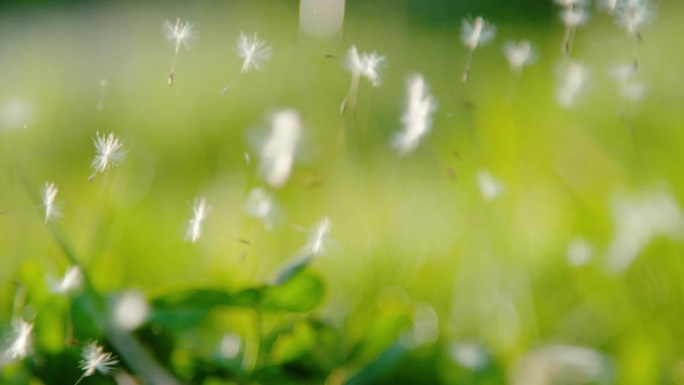 特写，DOF:盛开的蒲公英种子散落在郁郁葱葱的草地上。