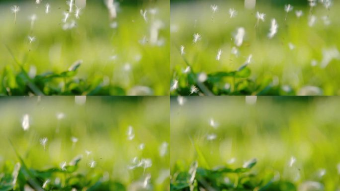 特写，DOF:盛开的蒲公英种子散落在郁郁葱葱的草地上。