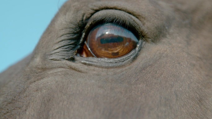 特写:特写镜头捕捉到马眼中复杂的细节和美。
